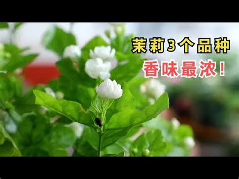 陽台種茉莉花|陽台上種花必看！最適合陽台種植的花卉推薦 